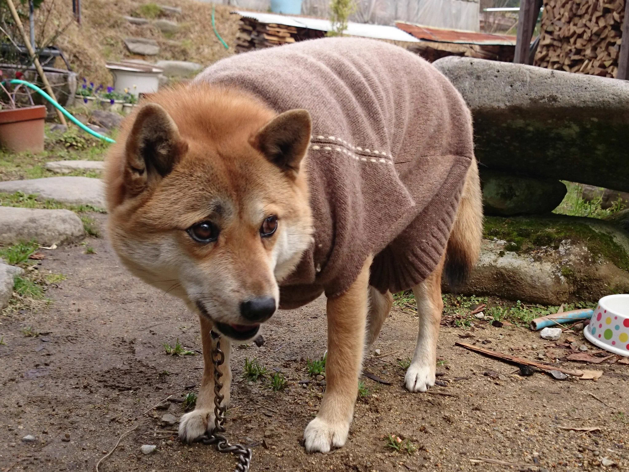 そんなに嫌なの？ｗ初めて服を着た犬の顔がヤバイｗｗｗ