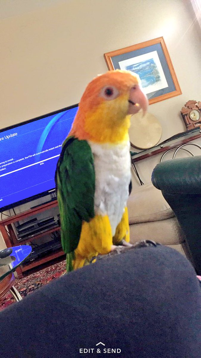 Xxjrodz98's tweet photo. @BriarYearbook Mango the bird and his best friend Buddy 💛💚 https://t.co/uExIjhQ0zv