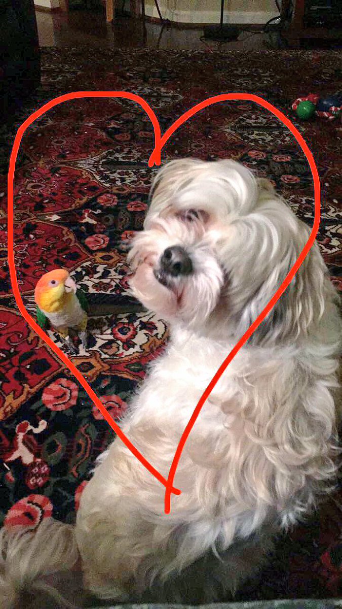 Xxjrodz98's tweet photo. @BriarYearbook Mango the bird and his best friend Buddy 💛💚 https://t.co/uExIjhQ0zv