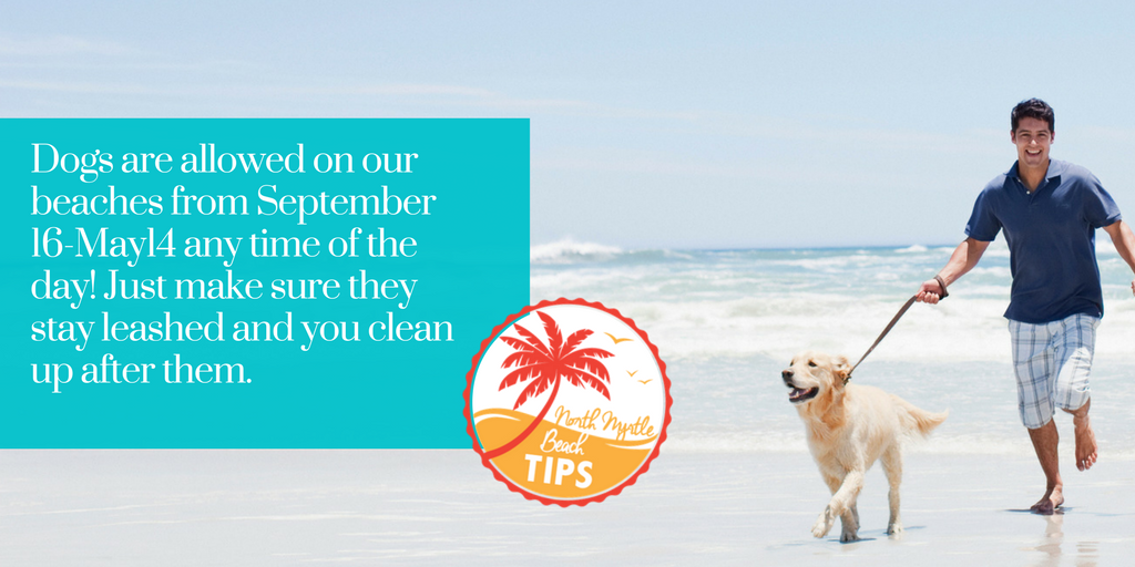 ElliottRealty's tweet photo. RT from exploreNorthMyr https://t.co/pqKkczQ9QP #BeachTip off-season is the best time to bring your pup to the be⦠https://t.co/GuptOfJJl7