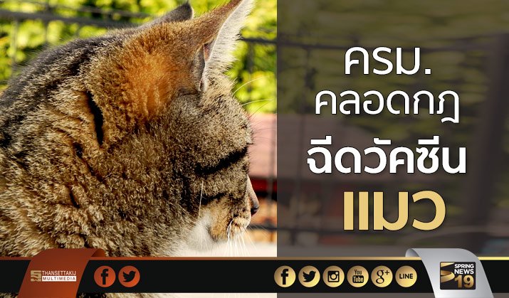 SPRiNGNEWS_TH's tweet photo. ครม.คลอดกฎ "ฉีดวัคซีนเเมว" https://t.co/omjhBec44N #SpringNews https://t.co/Y4eJw1NTEZ