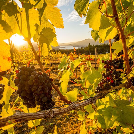 FlumeVineyard's tweet photo. The heart of the Columbia River Gorge. https://t.co/wGsOSukFAw