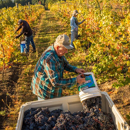 FlumeVineyard's tweet photo. The heart of the Columbia River Gorge. https://t.co/wGsOSukFAw