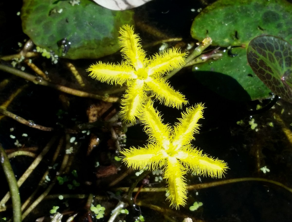 StuartWilliams_'s tweet photo. Wavy Marshwort, Nymphoides crenata, #Menyanthaceae #ozplants https://t.co/yoTzLGIfHH
