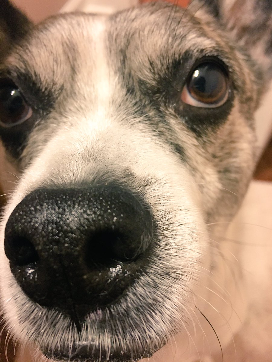 browerdog's tweet photo. Just hello. https://t.co/ZjTJOYzeh3