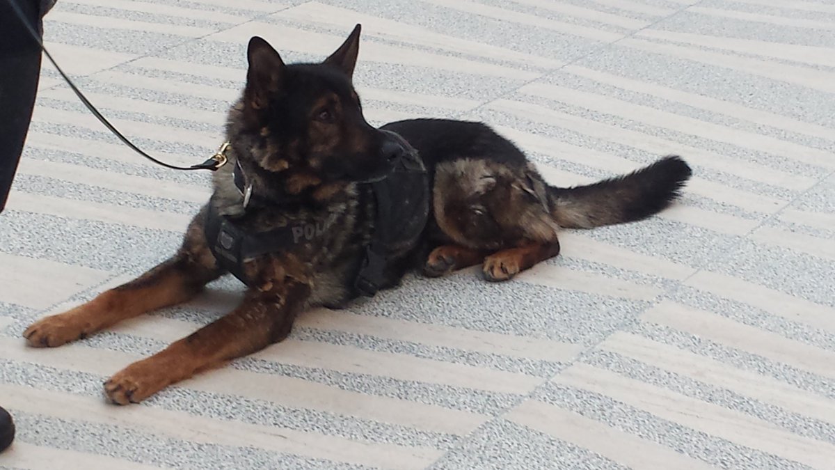 CityHallSchool's tweet photo. .@EPSCanine's #PSDJagger came to meet Elmwood Gr 2s & 4s. Students learned about trust, obedience, teamwork. #epsb #CareerPathways https://t.co/6nQ0K2HNc9