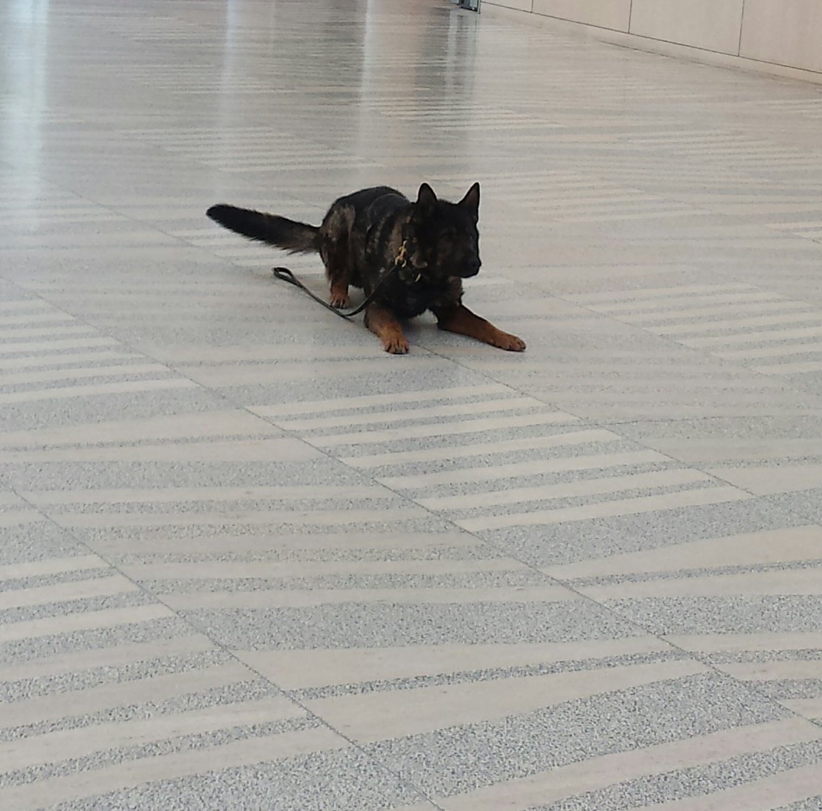 CityHallSchool's tweet photo. .@EPSCanine's #PSDJagger came to meet Elmwood Gr 2s & 4s. Students learned about trust, obedience, teamwork. #epsb #CareerPathways https://t.co/6nQ0K2HNc9