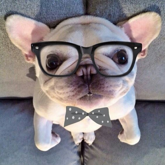 It's good to be geek! #Geek #Frenchie