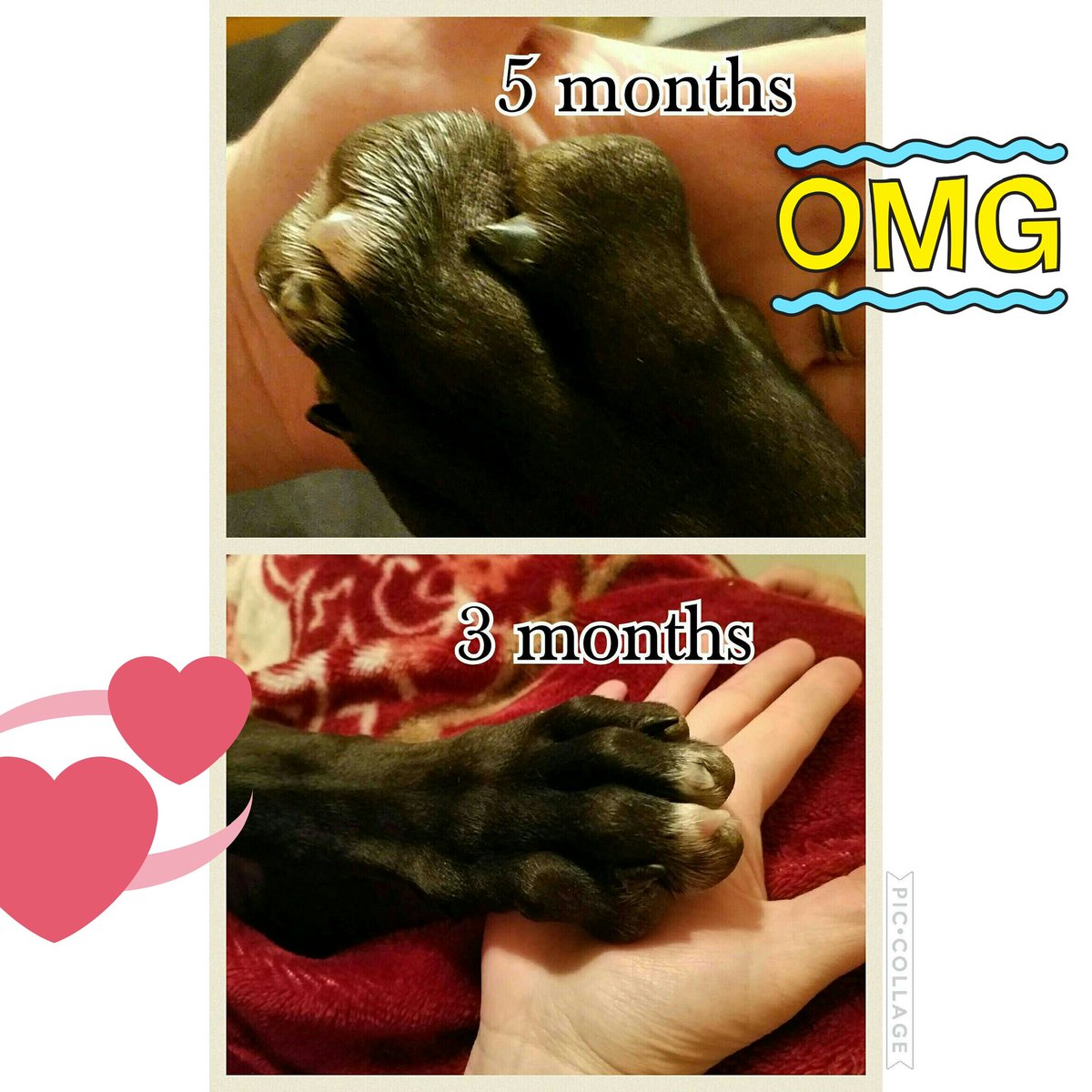 AmandaMendenha2's tweet photo. #imstillapuppy #greatdanepuppy https://t.co/tdivg9vwyM