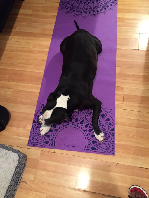 My dog love to do yoga🐶😂 https://t.co/UI8ZixTZ4m<a href="/tag/newprofilepic"class="tags"><span>#newprofilepic</span></a>
