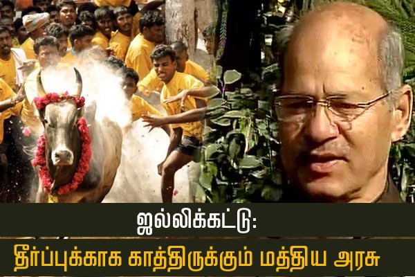 dinamalarweb's tweet image. ஜல்லிக்கட்டு: தீர்ப்புக்காக காத்திருக்கும் மத்திய அரசு  dinamalar.com/news_detail.as…