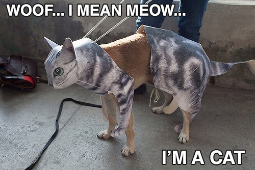begrobly's tweet photo. When your dog is going through a confused stage. #cat #dog #catdog #begrobly https://t.co/sbsJ6zGWAC