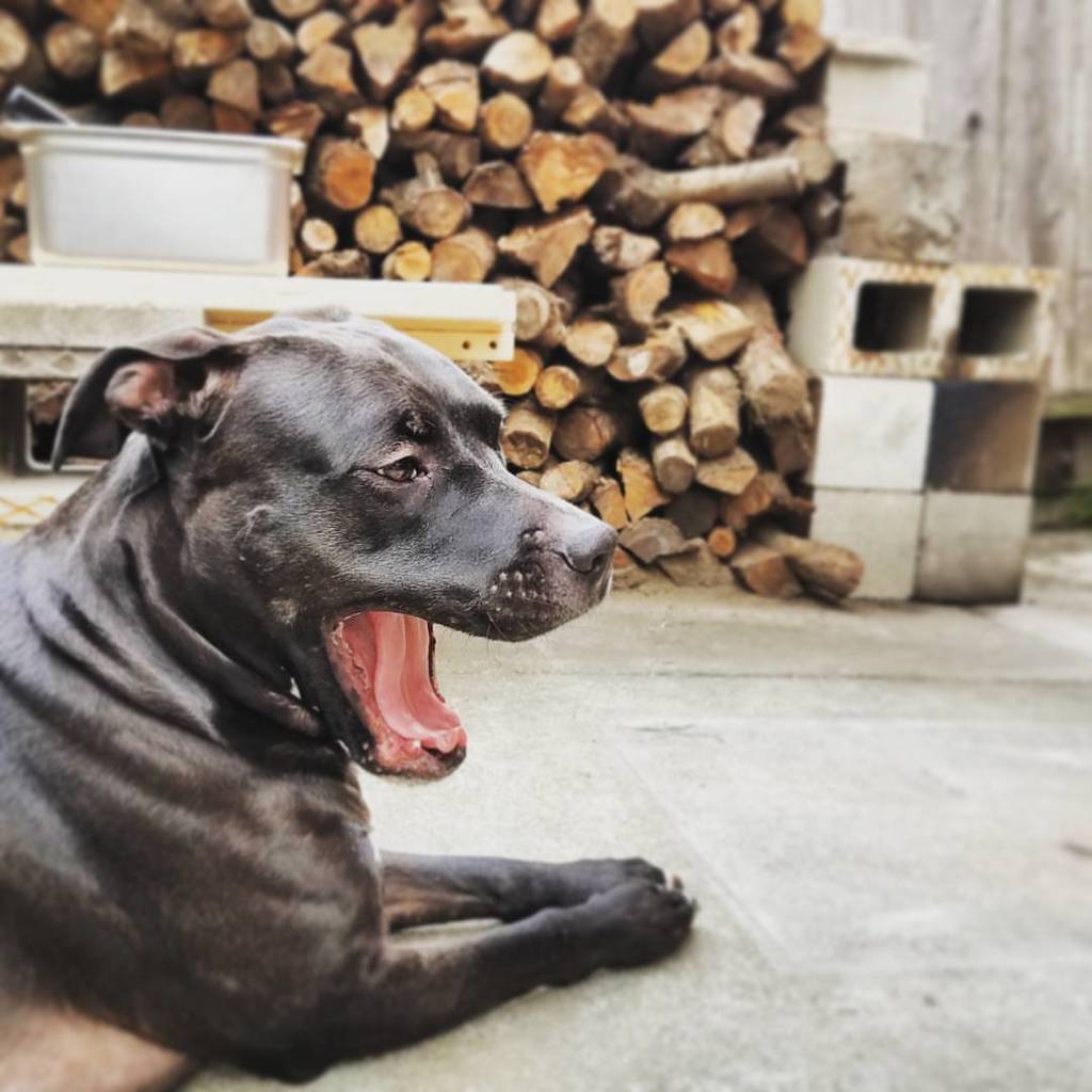 #my #sleepy #bbq #assistant #pitmaster #pitbull #bully #shasta #dog