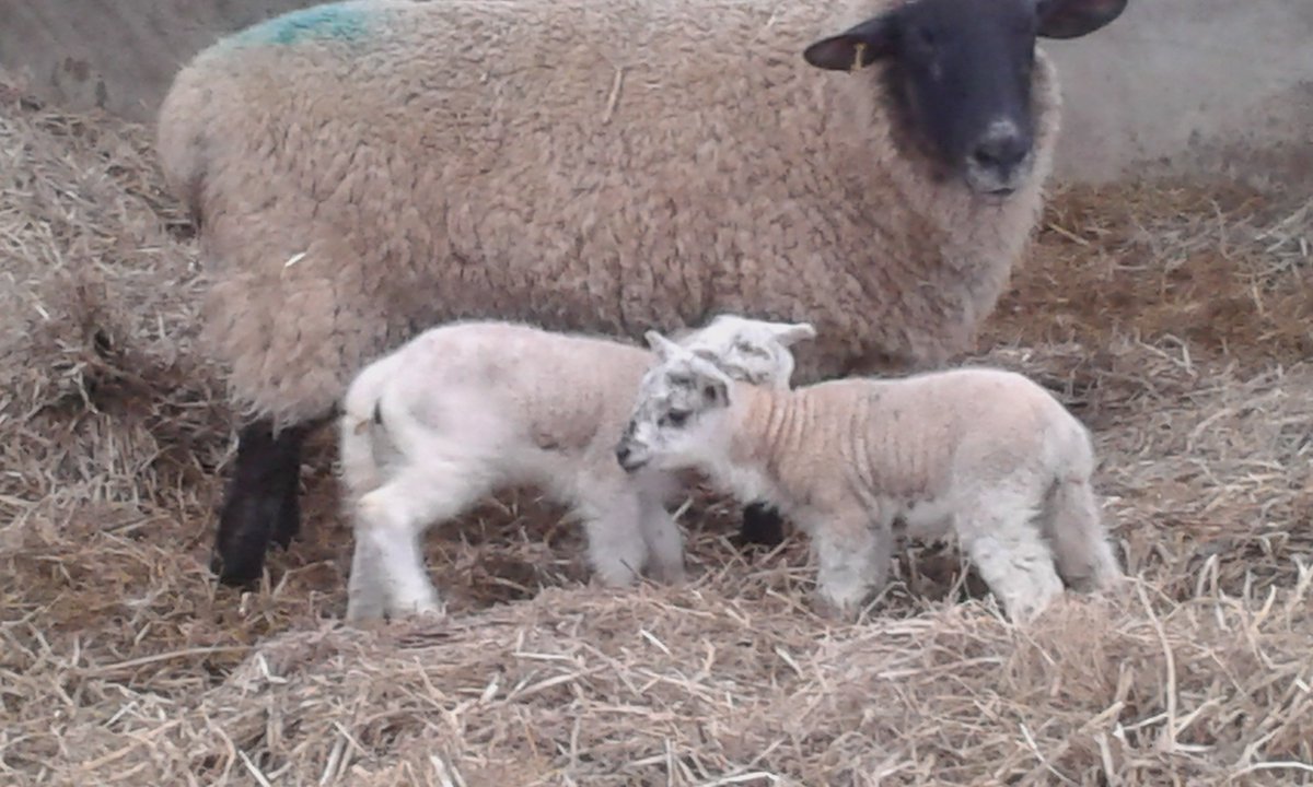 Our first lambs were born last night - two lovely Texel twins. Over 800 lambs expected! Farm opens from 14th January. #livelambing #lambs