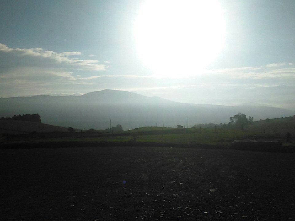 maobogo77a's tweet photo. Buenos días desde la hermosa sabana de Bogotá. #Yerbabuena #MonteVioleta https://t.co/Dc17de1HLe
