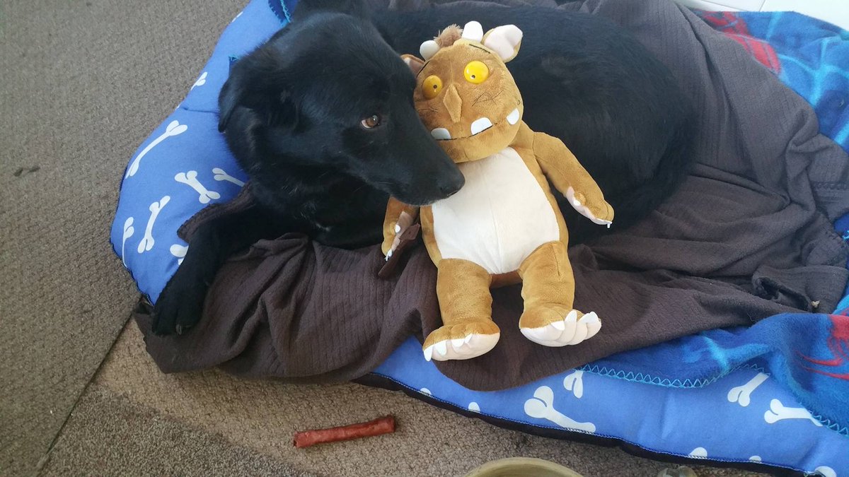 Een van onze #adoptiehonden op afstand, de Roemeense Negrut,
is sinds december 2016 in z'n 'forever
home' in de UK facebook.com/RedPanda.Roman…