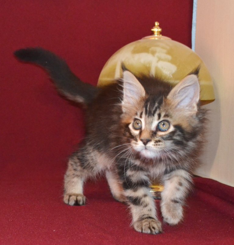 TraisiLine's tweet image. Квинта - самая активная и деловая в помёте. Родилась 04.11.2016 г.  Свободна как в разведение, так и в качестве домашней любимицы.