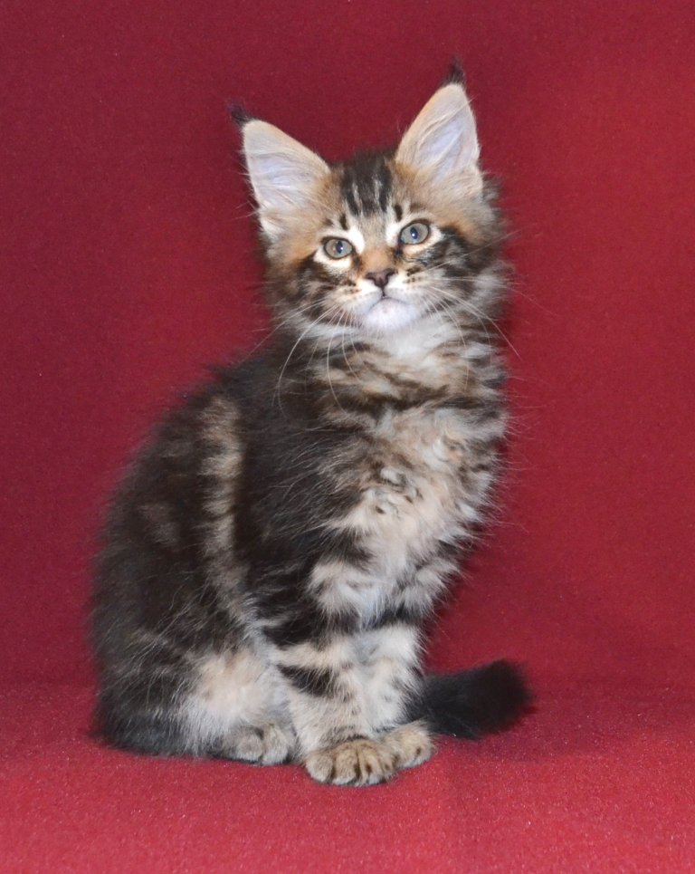 TraisiLine's tweet image. Квинта - самая активная и деловая в помёте. Родилась 04.11.2016 г.  Свободна как в разведение, так и в качестве домашней любимицы.