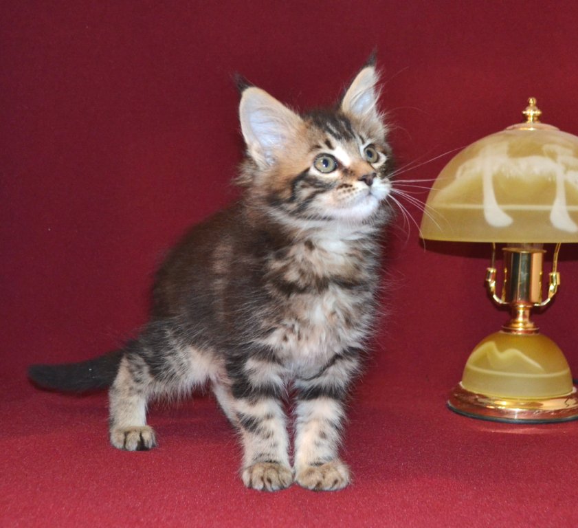 TraisiLine's tweet image. Квинта - самая активная и деловая в помёте. Родилась 04.11.2016 г.  Свободна как в разведение, так и в качестве домашней любимицы.