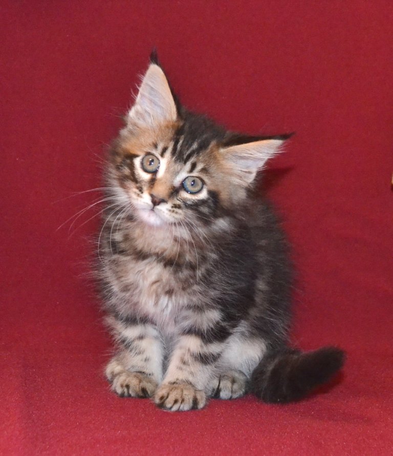 TraisiLine's tweet image. Квинта - самая активная и деловая в помёте. Родилась 04.11.2016 г.  Свободна как в разведение, так и в качестве домашней любимицы.