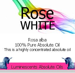 Luminescentstoo's tweet photo. WHITE ROSE OF YORK #Absoluteoils - The rarest of all the Rose oils - very special and available once in a blue moon.
https://t.co/h0otBGHwLx https://t.co/VNIVmyS0rq
