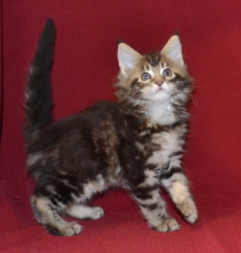 TraisiLine's tweet image. Кверти - игривый ребёнок. Радость в ваш дом! Родилась 04.11.2016 г. Свободна и в разведение, и в домашние любимки.