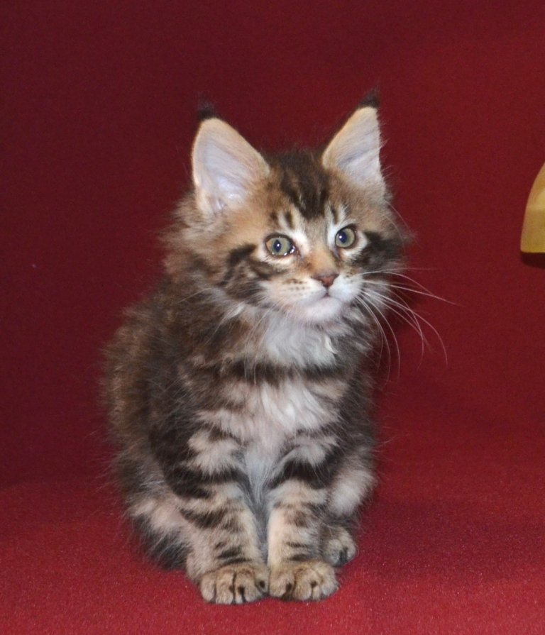 TraisiLine's tweet image. Кверти - игривый ребёнок. Радость в ваш дом! Родилась 04.11.2016 г. Свободна и в разведение, и в домашние любимки.