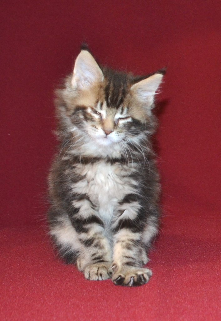 TraisiLine's tweet image. Кверти - игривый ребёнок. Радость в ваш дом! Родилась 04.11.2016 г. Свободна и в разведение, и в домашние любимки.