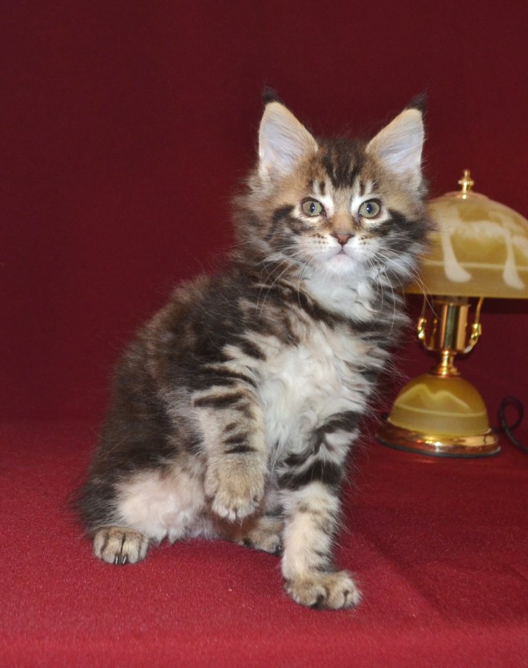 TraisiLine's tweet image. Кверти - игривый ребёнок. Радость в ваш дом! Родилась 04.11.2016 г. Свободна и в разведение, и в домашние любимки.