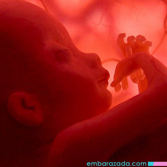 EmbarazadaCom's tweet photo. Su #bebé está siempre percibiendo su entorno, aprenda sobre #estimulación #prenatal | https://t.co/b6y2txsp06 https://t.co/S12PEdQ4K4