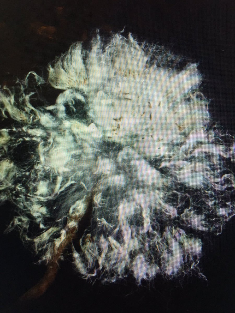 Donna Read tweet media