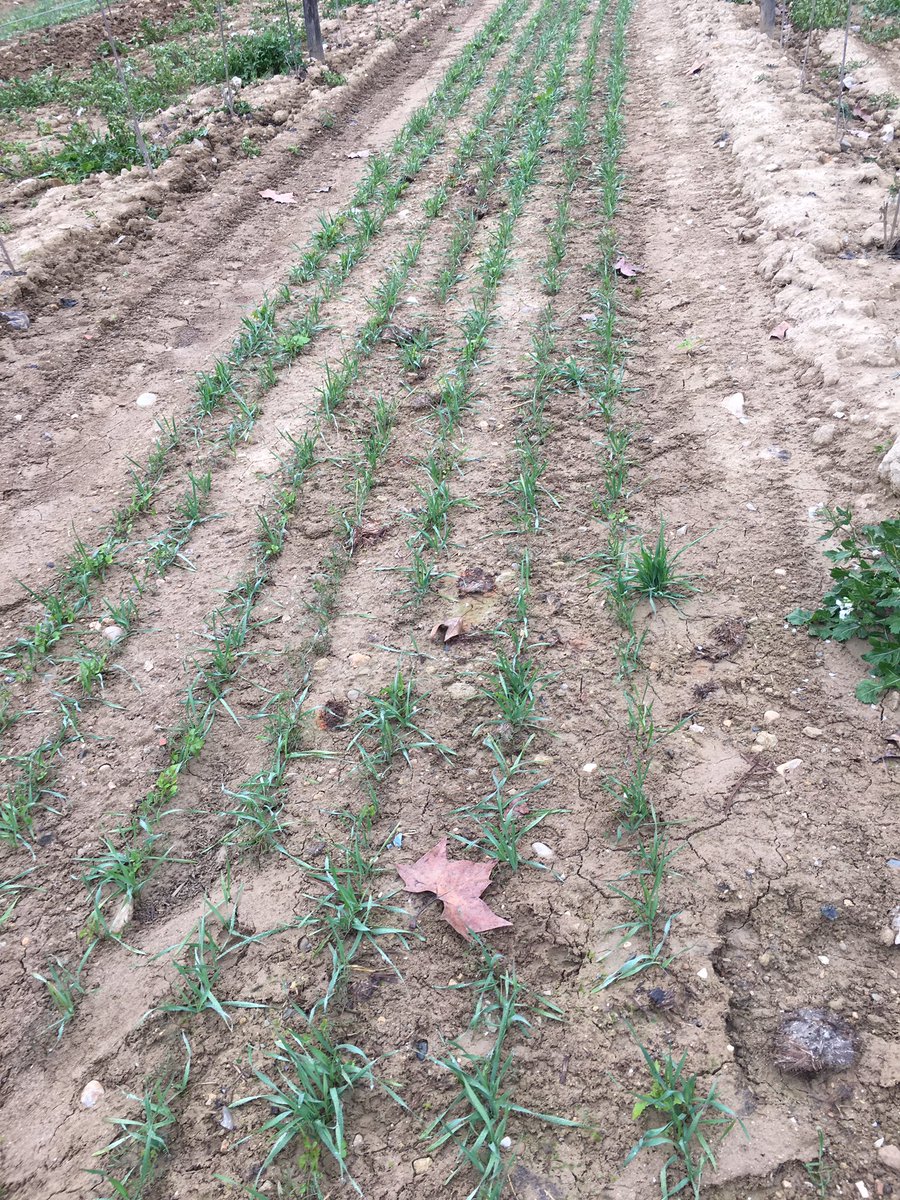 RaventosiBlanc's tweet image. Bon dia des de la vinya de #LaPlana #CoberturaVegetal