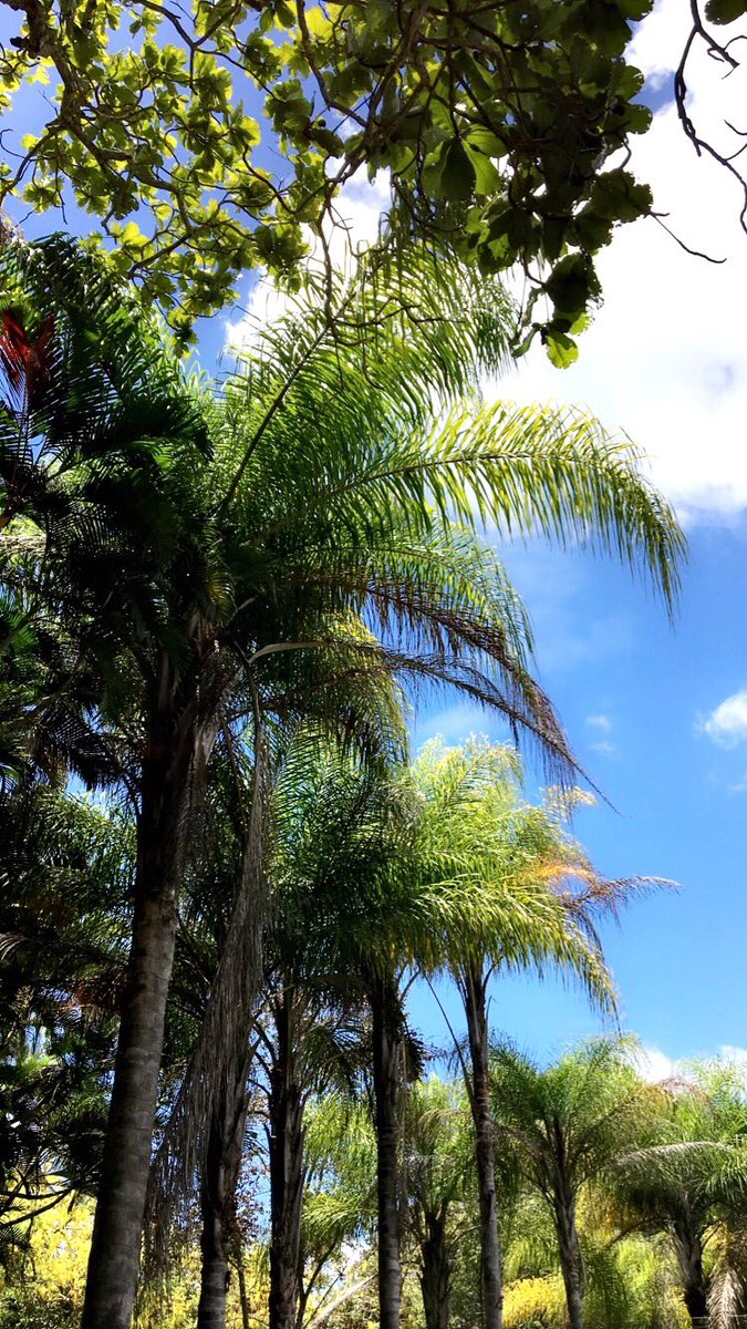 JBeelontally's tweet photo. 🇲🇺 https://t.co/W6jG3mQlbh