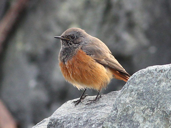 RareBirdAlertUK's tweet photo. A very colourful affair
Weekly birding roundup 4-10 Jan https://t.co/hlzMsQftvh
Thanks to all this weeks contributors
Pls RT if you enjoy https://t.co/5ub7JX7Df6