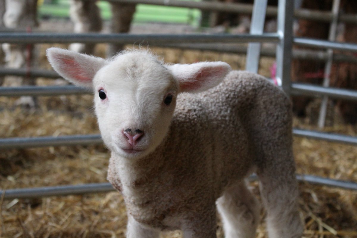 Spring at Hockey's | Hockey's Farm - bit.ly/1RUELqt #spring #newforest