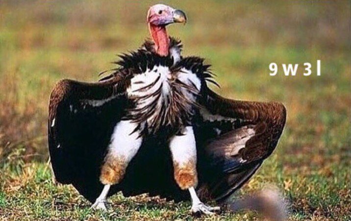 10_saa's tweet image. البنت اذا مشت بعبايتها وطلعت بنطلونها :