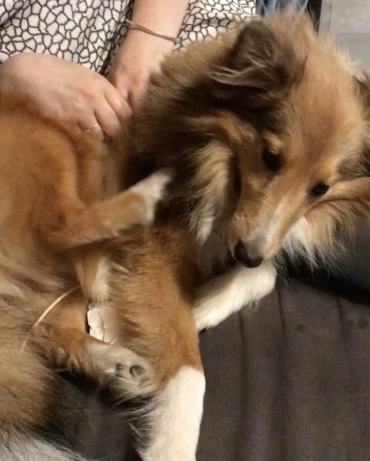 milo_sheltie's tweet image. ift.tt/2juLeiU - #boomerang #scratchtime #sheltiesofinstagram #sheltiegram #dogsoﬁnstagram #lovemymummy @…