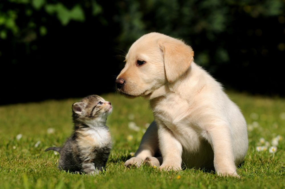 How to Persuade Your Audience (or Teach Your Cat to Bark) Through Data gag.gl/ajO5We via <a href="/ramonasukhraj/">Ramona Sukhraj (She/Her)</a> <a href="/impactbnd/">IMPACT</a> #CRO