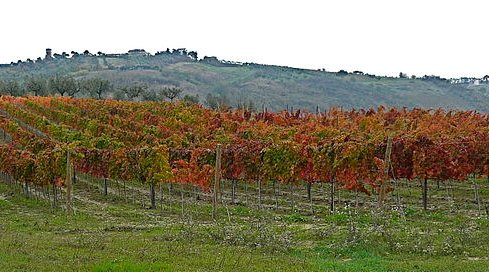 Storia, generazioni e grandi famiglie del Montepulciano d'Abruzzo Colline Teramane.
bit.ly/famiglieMontep…