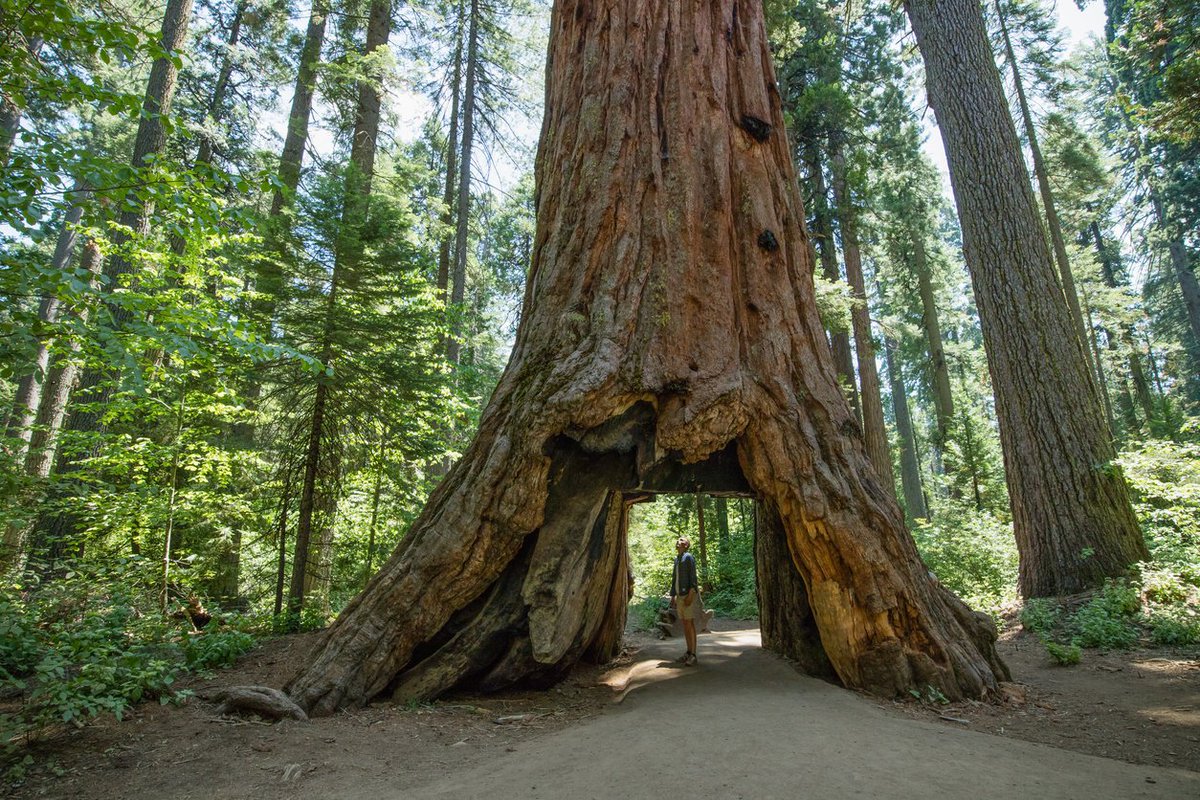 Matter Concern On Twitter Pioneer Cabin Tree Iconic Giant