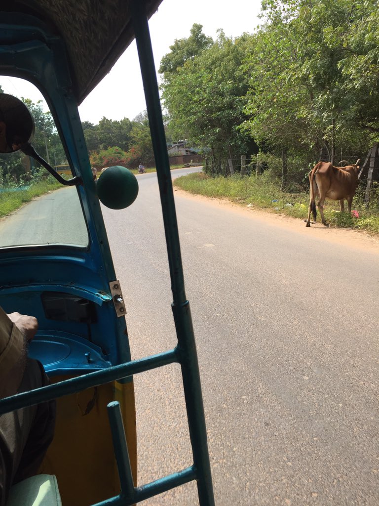DianaRChambers's tweet photo. Rd to #Auroville #Pondicherry @srilankanflora @MyPondicherry @pondytourism @TheUrgeToWander @KatchuTravels @reiseyatra #environmentalwisdom https://t.co/AtC7mOvOh6