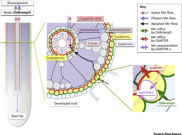 TrendsPlantSci's tweet photo. Opinion by Jian Feng Ma and colleagues #ISSCAS on The Key to Mn Homeostasis in Plants: Regulation of Mn Transporters https://t.co/qcg1smXYj4 https://t.co/h40MHFmHrM