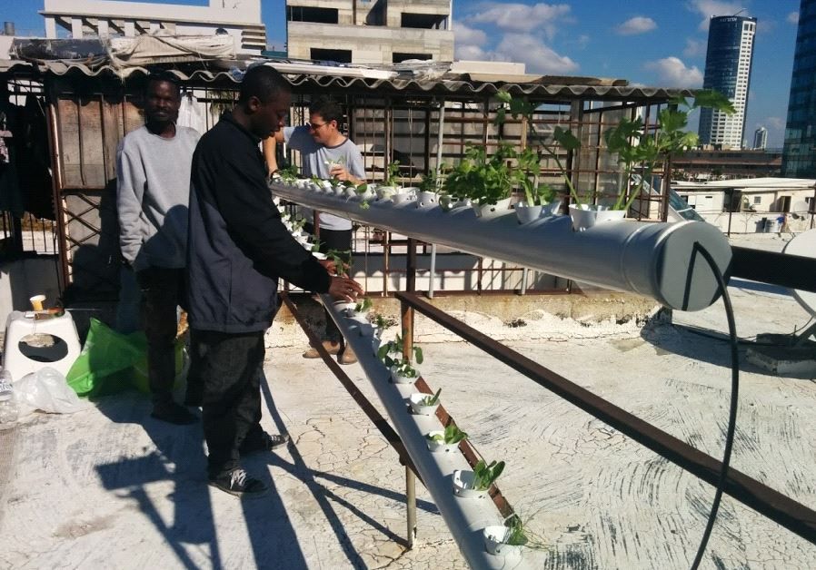 HydroponicsKit's tweet photo. Refugees connect through hydroponic growing on roof https://t.co/tg0hB49JSX https://t.co/fI38zZJWpx