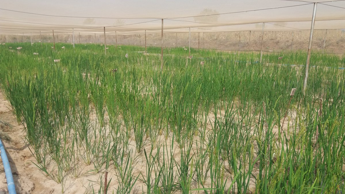 OFABnigeria's tweet photo. Media group visits the Genetically modified Rice trial field at the National Cereals Research Institute baddeggi, Niger State @roxydado https://t.co/EWbX8rNiD7