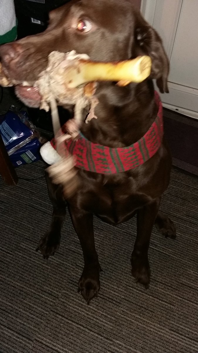 corden1326's tweet photo. @WeMidwives @MidwivesRCM @JennytheM  @SagefemmeSB @DeirdreMunro @midwife_jane @LesleyPageRCM #FreddieTheLab #LambBone treat for my bestie😁 https://t.co/Qiw5OaQ5fm