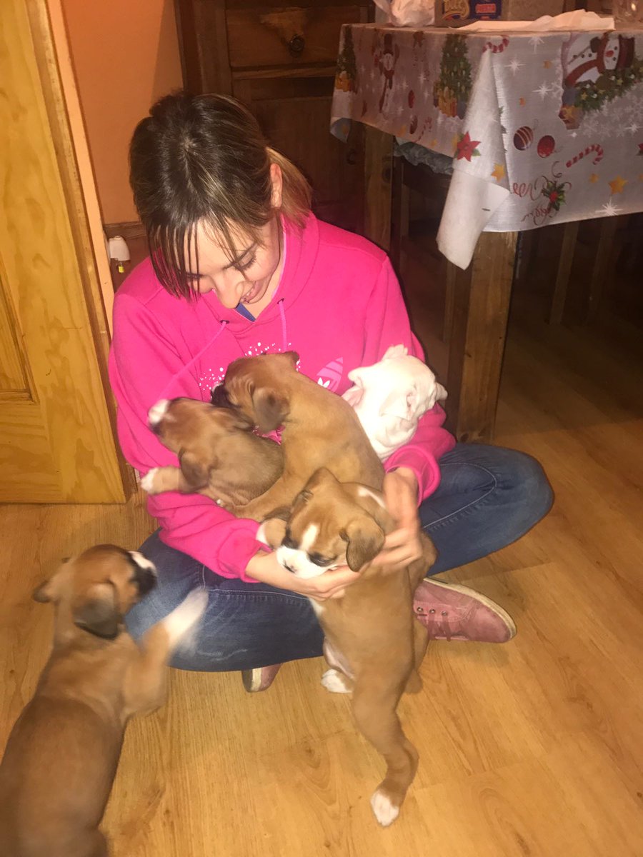 windoea's tweet photo. No hay mejor descripción para mi de la palabra felicidad! #AmorPerruno #MeQuedoTodos #Boxer https://t.co/Y87PuKrSEM
