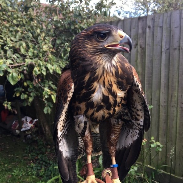 PESTFREEUK's tweet image. Otis totally agrees! #PestControl #ethicalsolutions