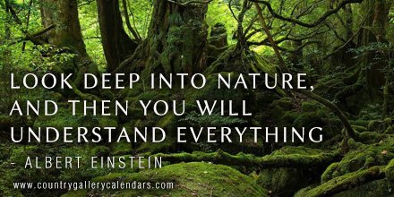 Look deep into #nature, and then you will understand everything 

better. #forest #wildlife