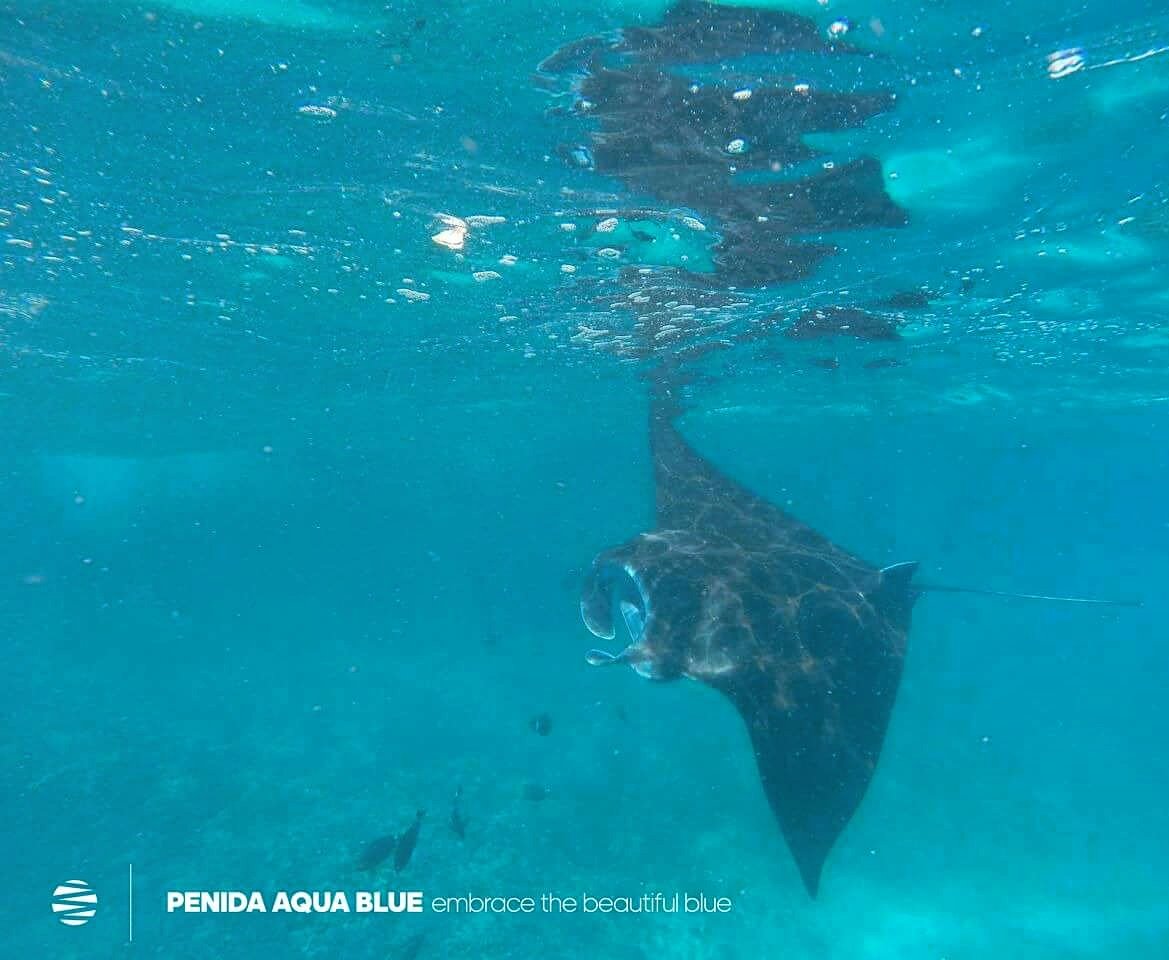 PenidaAquaBlue's tweet photo. Snorkeling With Manta Ray https://t.co/xWwfgJzoqK