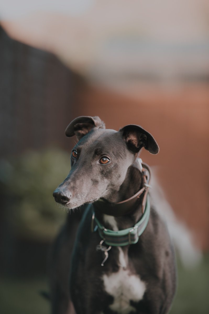 PawtraitPerfect's tweet image. Why you should volunteer as a pet photographer pawtraitperfect.com/volunteer-toda… #petphotography @fodphotographic #petphotography #greyhound #dog